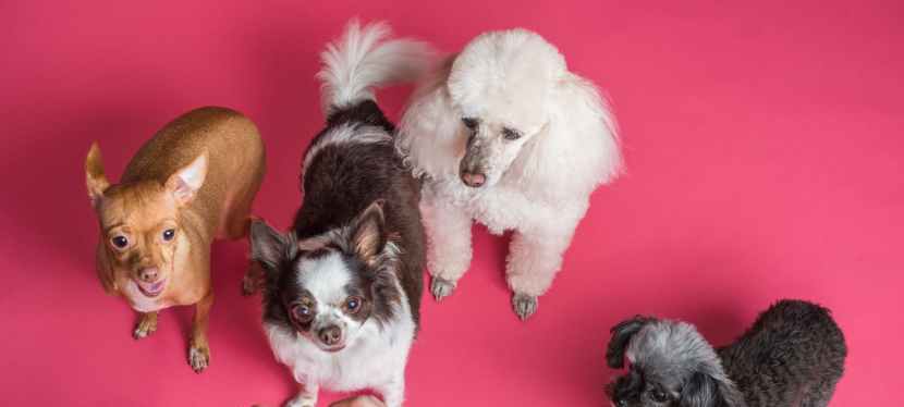 How Can You Make Your Dog’s Diet As Natural as&nbsp;Possible?