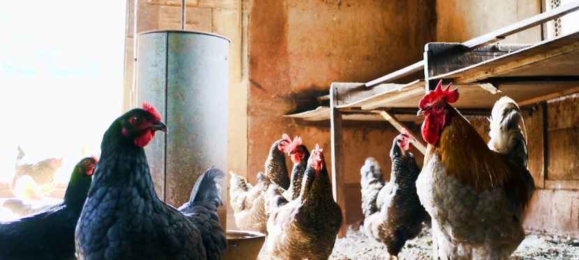 Starting a Farm: Things To Know Beforehand