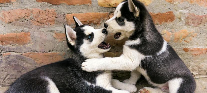 7 Awesome Playdate Ideas for You and Your Fellow Pup Parents