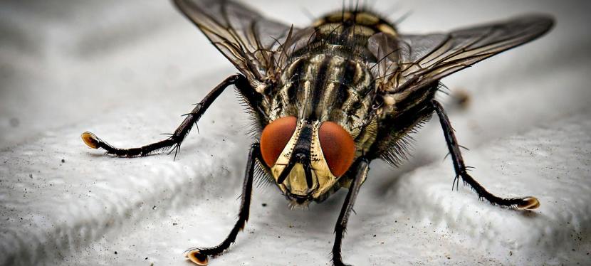 From Swatters to Traps: Comparing Different Fly Control Techniques