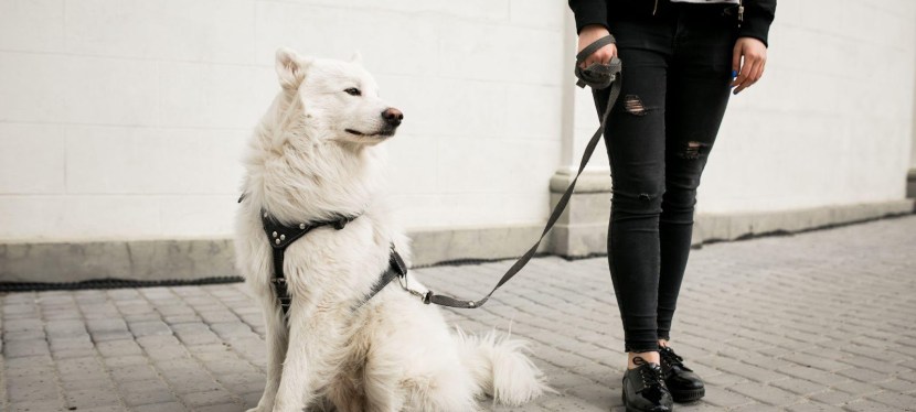 Stylish and Strong: The Best Durable Leather Dog Collars for Your Pup