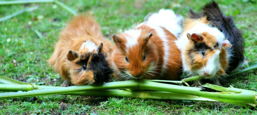 Helping Your Child Cope With the Loss of a Pet