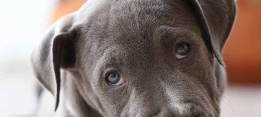 5 Ways to Manage Your Dog’s Seasonal Allergies