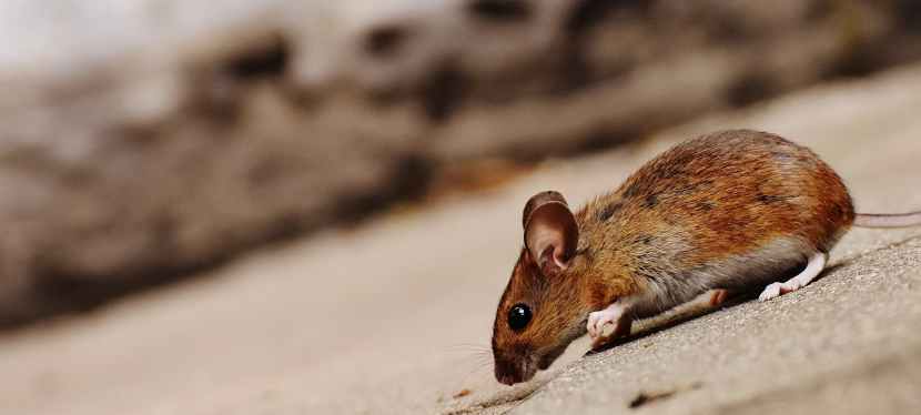 5 Tell-Tale Signs You Have Mice in Your Home