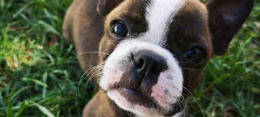 Tools That Make It Easier To Build a Yard for a&nbsp;Dog