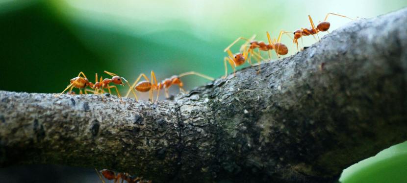 Child-Safe Pest Control Solutions That Actually&nbsp;Work