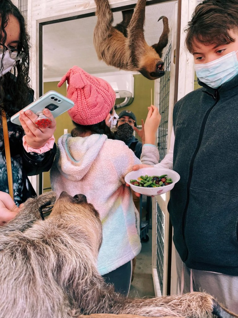 A group of people interacting with sloths in a cozy indoor setting. One sloth hangs upside down from the door frame, while another is being fed greens by a person. Participants are wearing masks and showing expressions of delight.