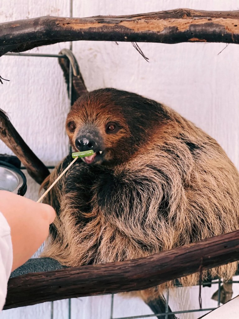 A sloth sitting on a branch, reaching out with its mouth toward a green vegetable held by a person.
