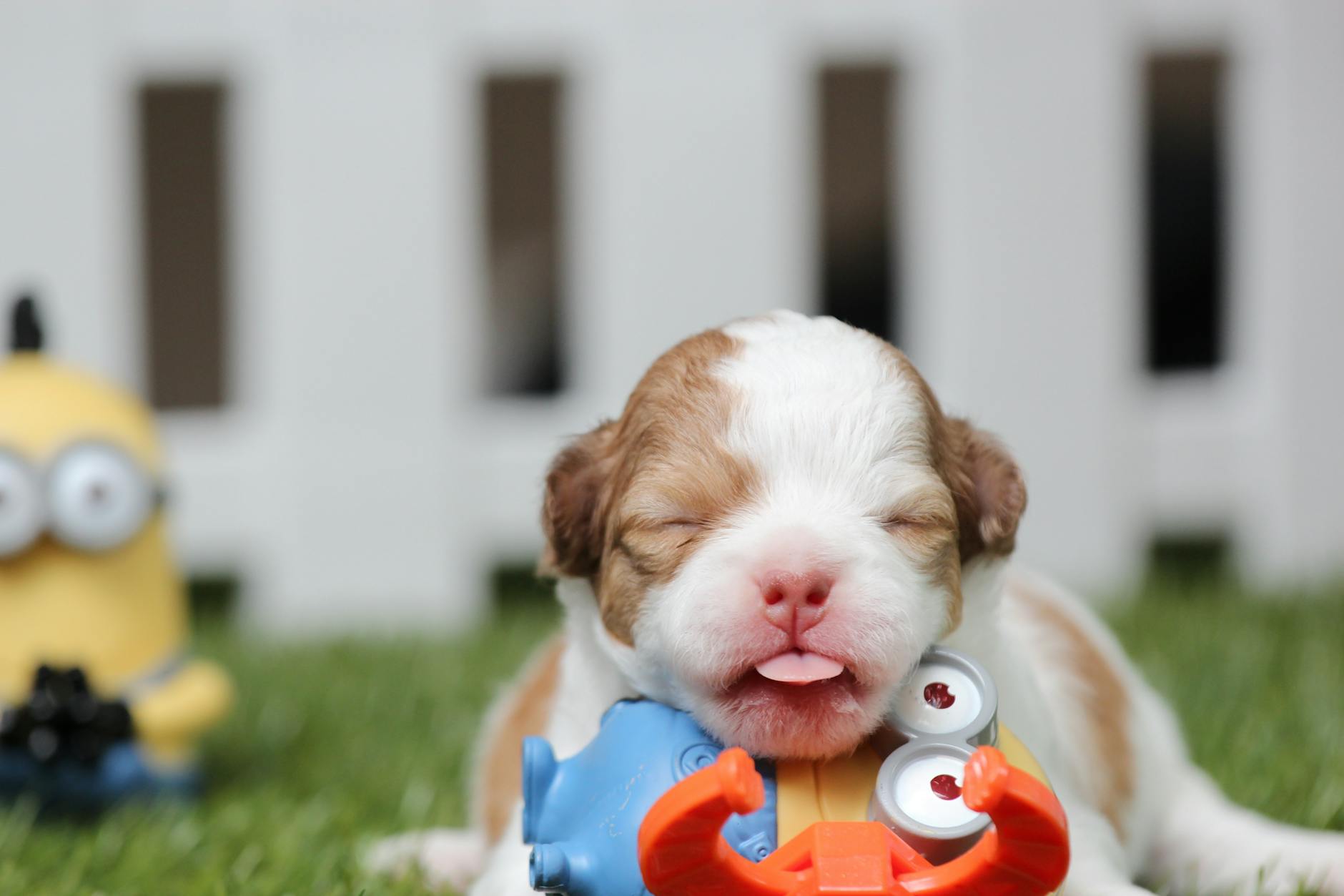A cute puppy playfully chewing on a colorful toy, with its eyes closed and tongue sticking out, set against a grassy background with a blurred minion figure in the background.