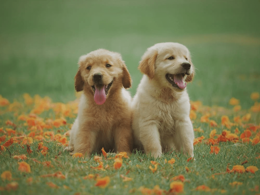 Two golden retriever puppies sitting on grass surrounded by orange flowers, both smiling with tongues out.