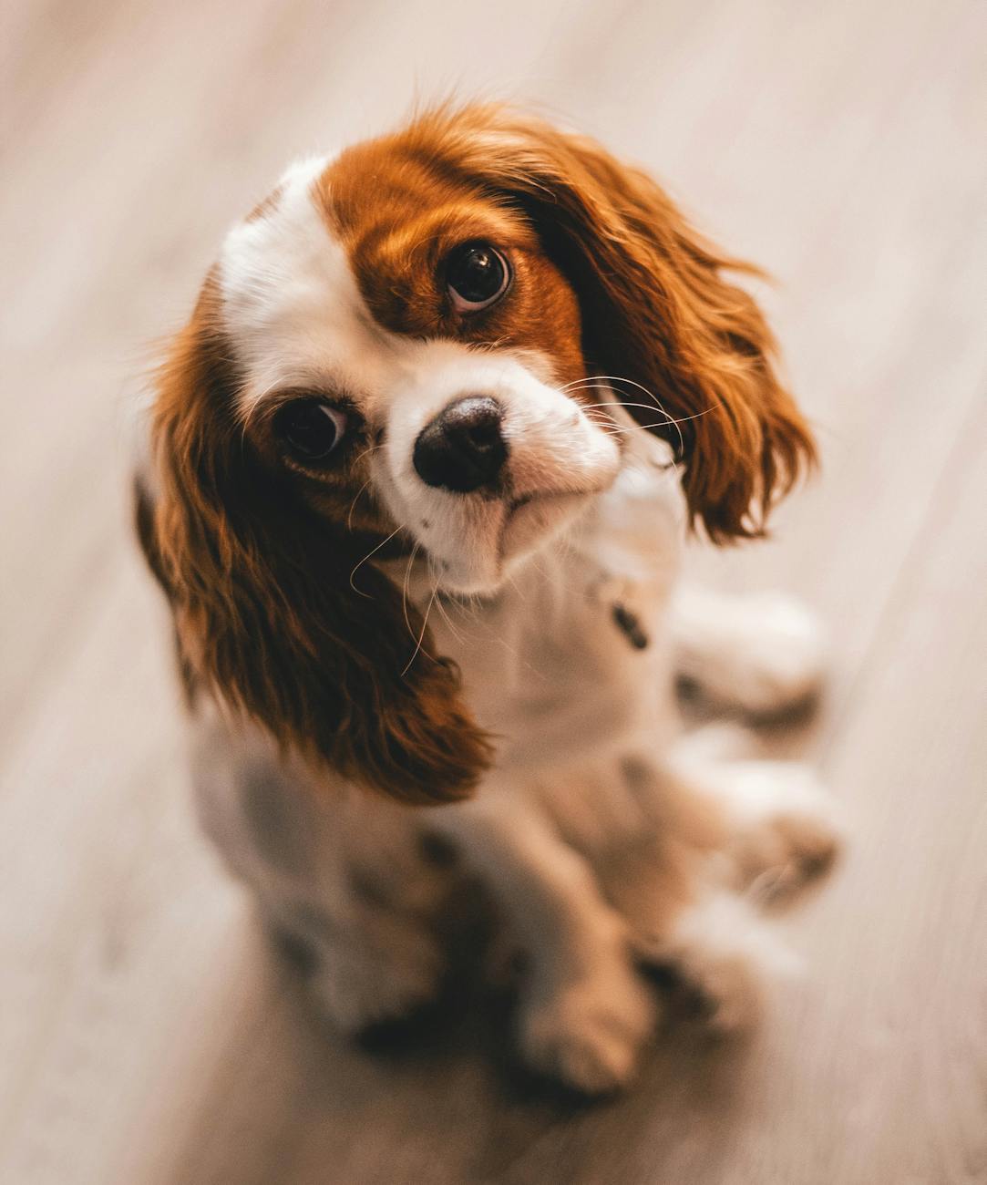 A cute Cavalier King Charles Spaniel dog with brown and white fur, sitting on a wooden floor, looking attentively at the camera.