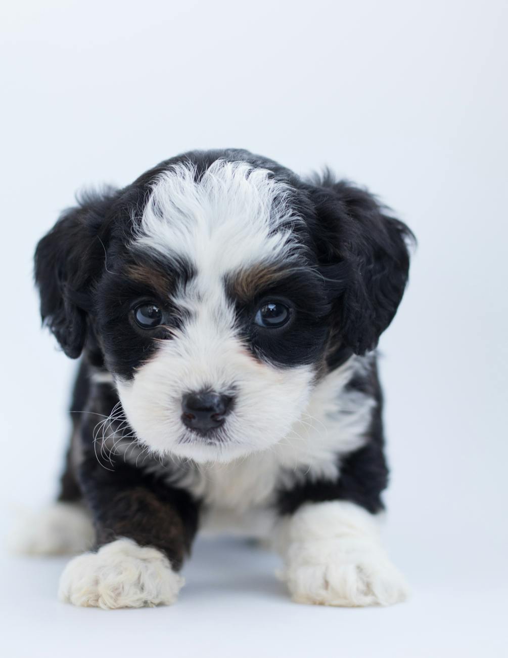 A close-up image of a small, black and white puppy with expressive eyes and a fluffy coat, set against a plain white background.