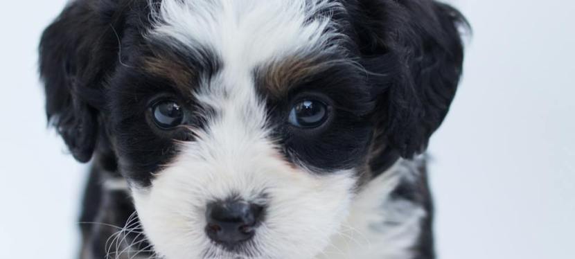 How to Select a Puppy for a Family with Young&nbsp;Kids