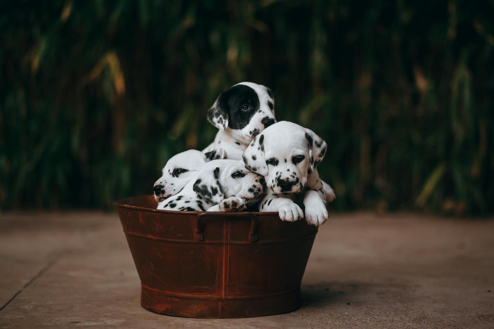 Four playful Dalmatian puppies cuddling together in a brown bucket, set against a blurred green background.