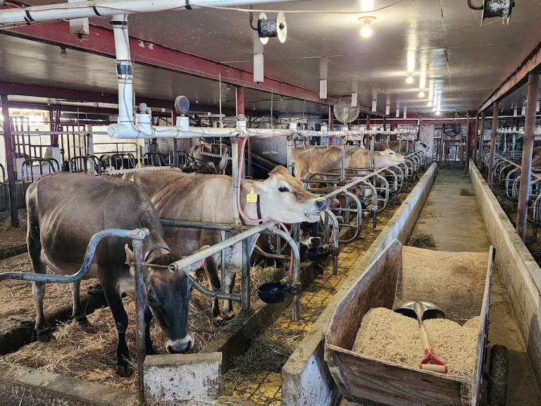 Interior of a barn filled with several cows standing in stalls, with feeding troughs and straw on the ground.