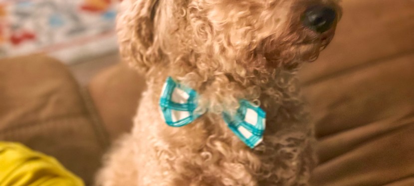 How Children Benefit from Pet&nbsp;Ownership