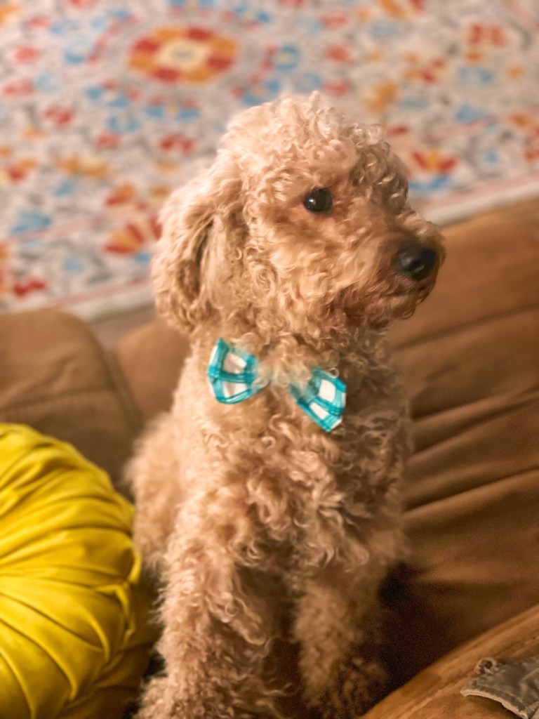 A cute, curly-haired dog sitting on a couch, wearing a blue and white plaid bow tie, with a colorful rug in the background.