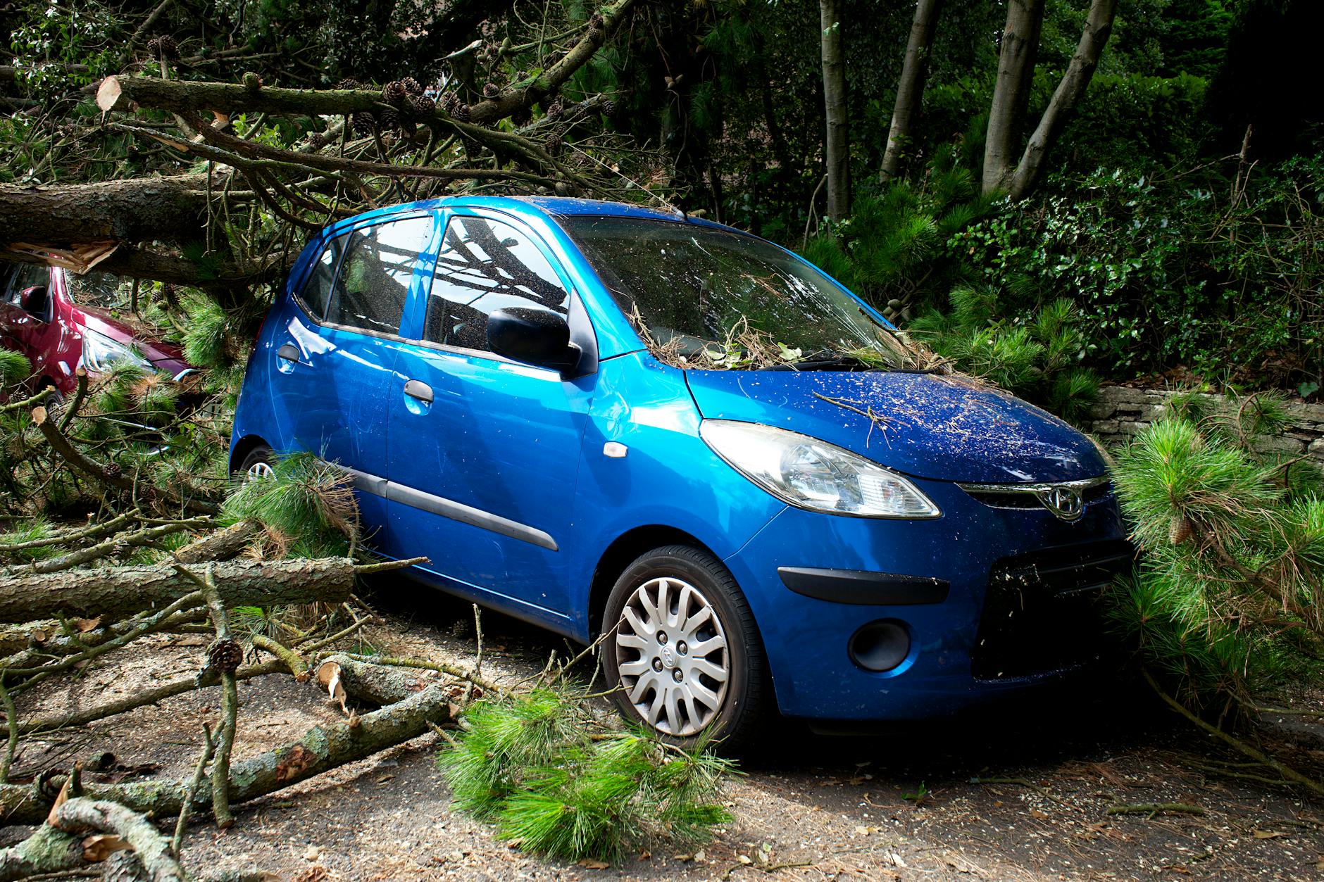 A blue car partially buried under fallen tree branches and pine needles, surrounded by greenery.