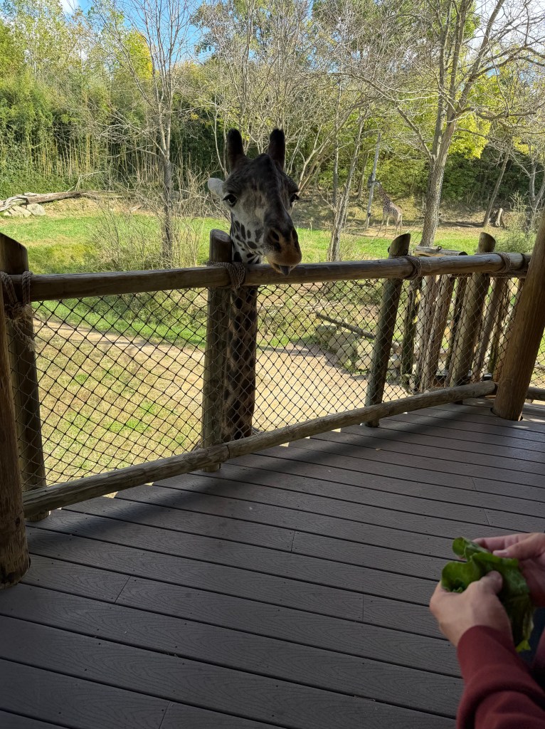 A close-up of a giraffe's head leaning over a wooden fence, with a person holding leafy greens in their hand, set in a natural outdoor environment.